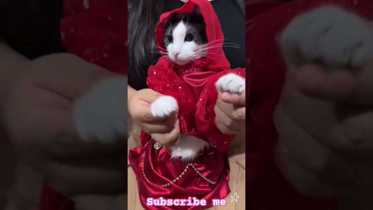 Pink Cats or others! 