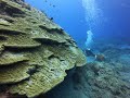 2019 Scuba Diving in Lanyu (Orchid Island) - Taiwan || FUCU潛水狼蘭嶼
