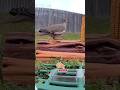 Beautiful Dove grabbing a breakfast snack #dove #birdcam