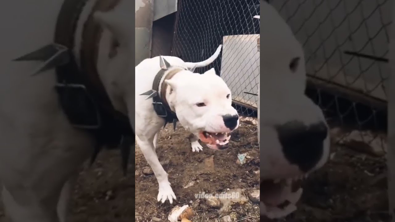 Dogo argentino videoedits60  animals