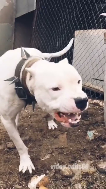 Dogo argentino#videoedits60 #animals