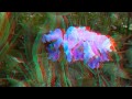 3d Video: The Garden