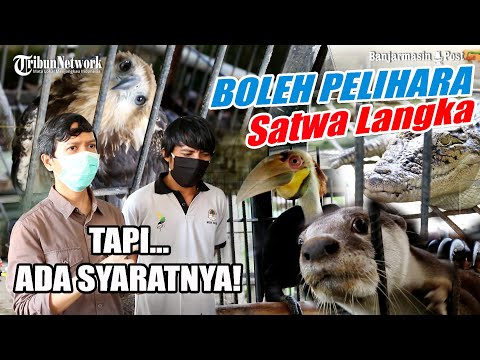 Video: Bantu Satwa Liar yang Terancam Punah dan Terancam dengan Mengambil Tindakan, Going Green