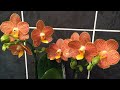Завоз редчайших сортовых орхидей в Экофлору 28 июля 2020 г. Зорро, Каода, Шоколад, Пафы, Фраги....
