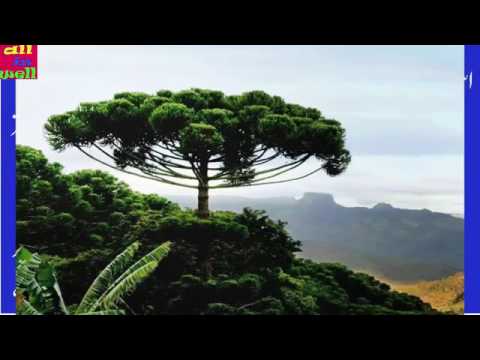 دنیا کے حیرت انگیز درخت