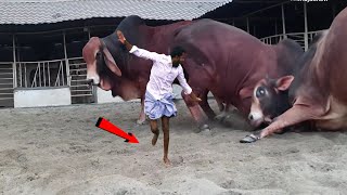 Pagla goru paglami 2021 | Funny mad cow video 2021 | Sadeeq agro 2021 new collection