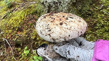Ði vào rừng Washington hái nấm Tùng nhung. Foraging Matsutake Mushroom in Washington state