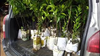 Tunauza Miche Ya Matunda Aina Zote Miche Ya Muda Mfupi Miche Ya Kisasa Hybrid