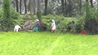 Rice cultivation in india