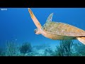 24 HOURS of 4K Underwater Wonders + Relaxing Music - The Best 4K Sea Animals for Relaxation Mp3 Song