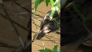 Lots of stretching by Mourning Dove fledgling before joining sibling - September 22 #birds