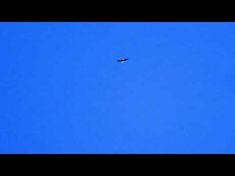 CIRCLING EAGLE
