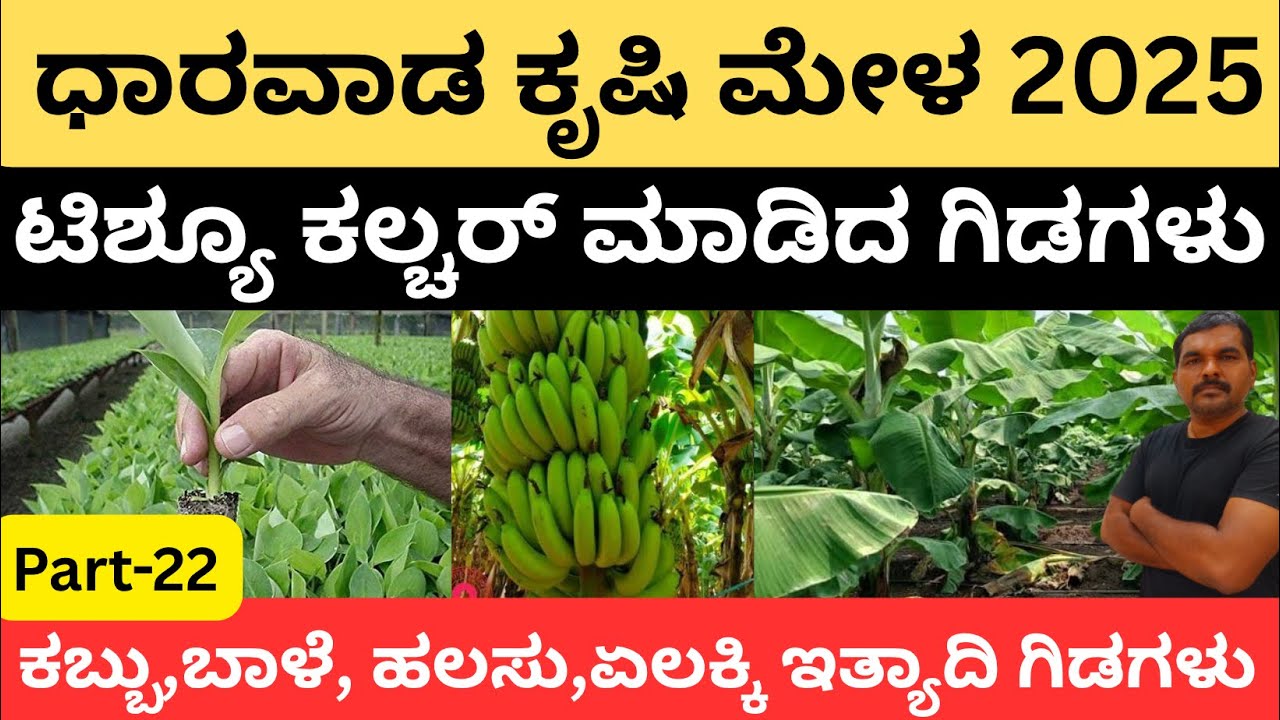 ಧಾರವಾಡ ಕೃಷಿ ಮೇಳ 2025/ಟಿಶ್ಯೂ ಕಲ್ಚರ್ ಬಾಳೆ  ಕಬ್ಬಿನ ಗಿಡಗಳು/ಹಲಸು,ಏಲಕ್ಕಿ, ಕಲ್ಲಂಗಡಿ  ಇತ್ಯಾದಿ ಗಿಡಗಳು