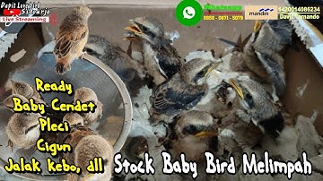 BURUNG ANAKAN !!! LoLohan Cendet - Pleci pacitan - Cigun - Jengot LokaL - Sogon & Jalak Kebo dll
