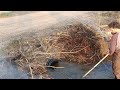 Big lake clogged drainpipe and from the beavers trying to build a beaver dam