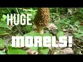 Morel mushrooms & GOLD !!