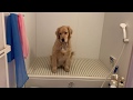 「お風呂に落ちる犬」の遺伝子