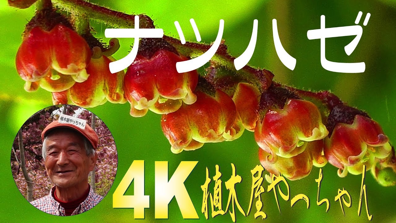 山採り自然樹形ナツハゼ 花 2022 - YouTube
