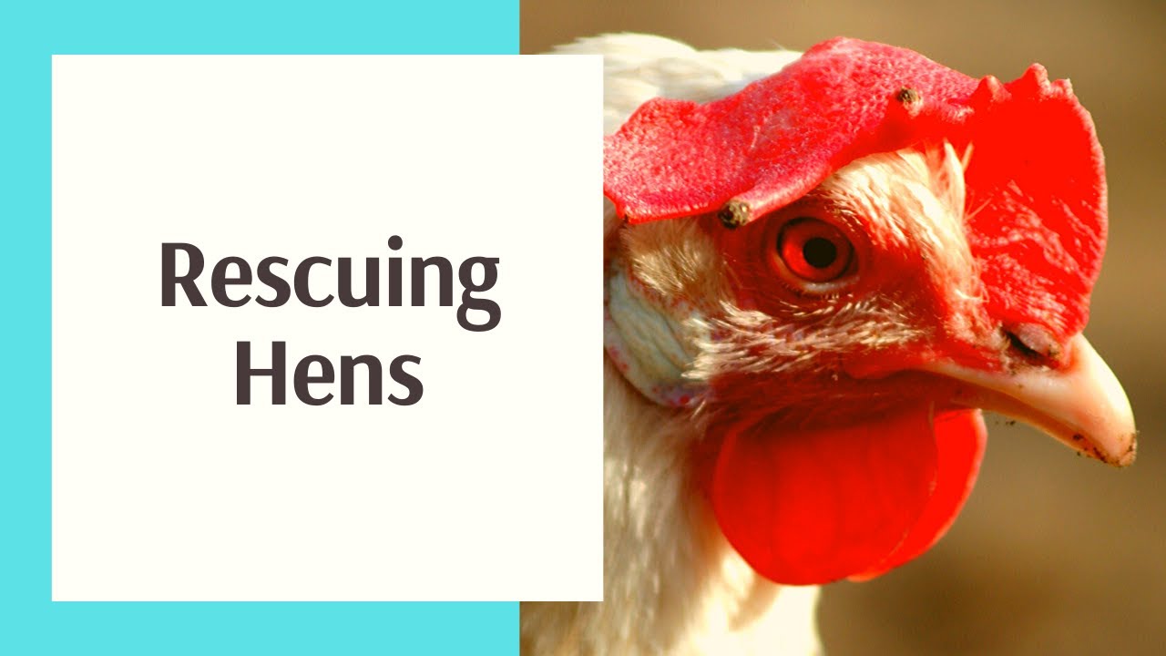 How We Rescued Eighteen Laying Hens.