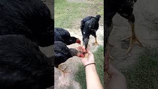 calon penerus rambo si bang jago#ayam#ayamjago#shorts