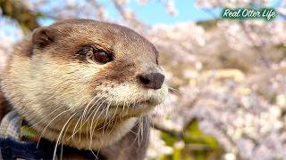 [元ネタ] 桜、電車、そしてカフェでお昼寝。山北町で過ごすカワウソたちのほっこり春休み。 A Peaceful Day in Japan with Cute Otters