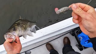 Cheapest TEMU Lure Had the Striped Bass Fired Up!