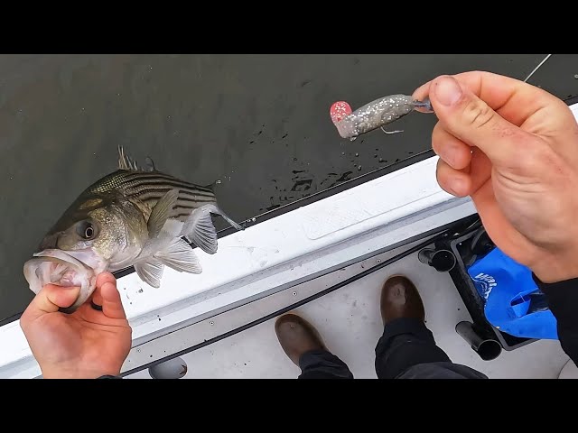 Cheapest TEMU Lure Had the Striped Bass Fired Up! 