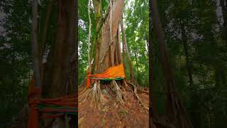 Sacred Tree In A Jungle, Thailand