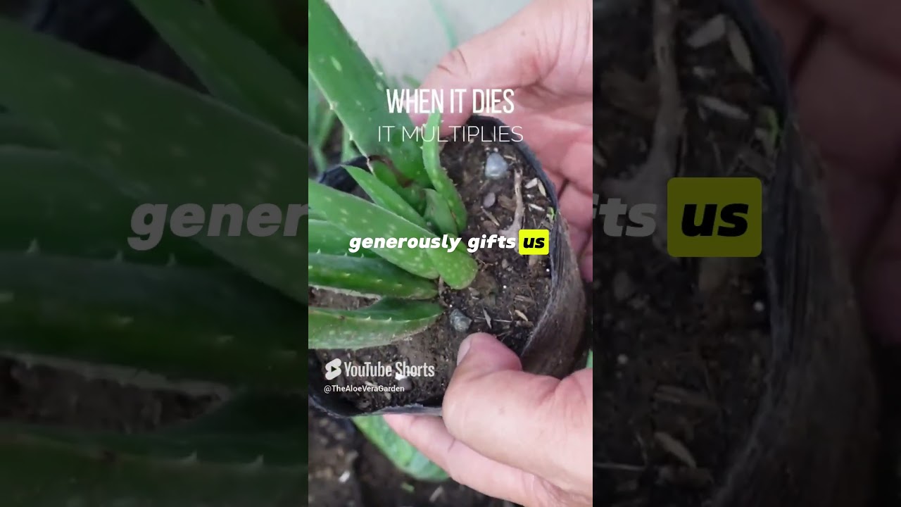 When Aloe vera dies, it multiplies