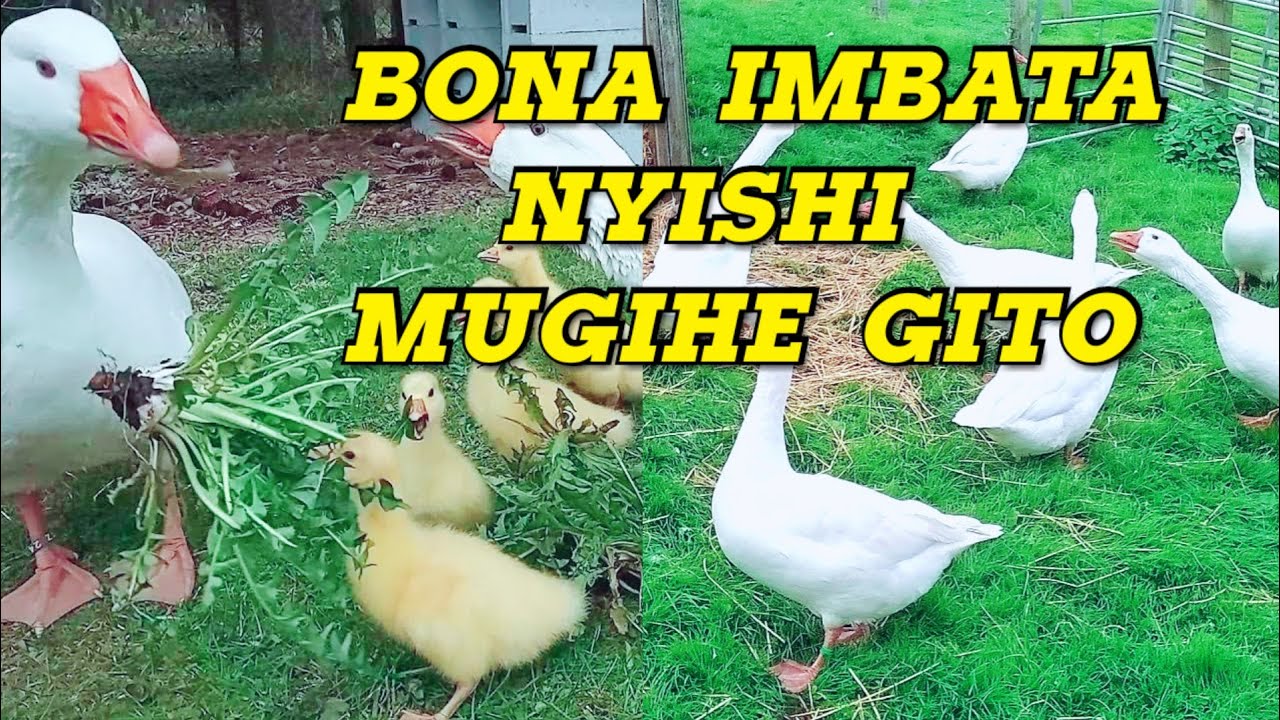 DORE ICYOWAKORA UKABONA IMBATA NYISHI MUGIHE GITO #ubworozi bwimbata #2025