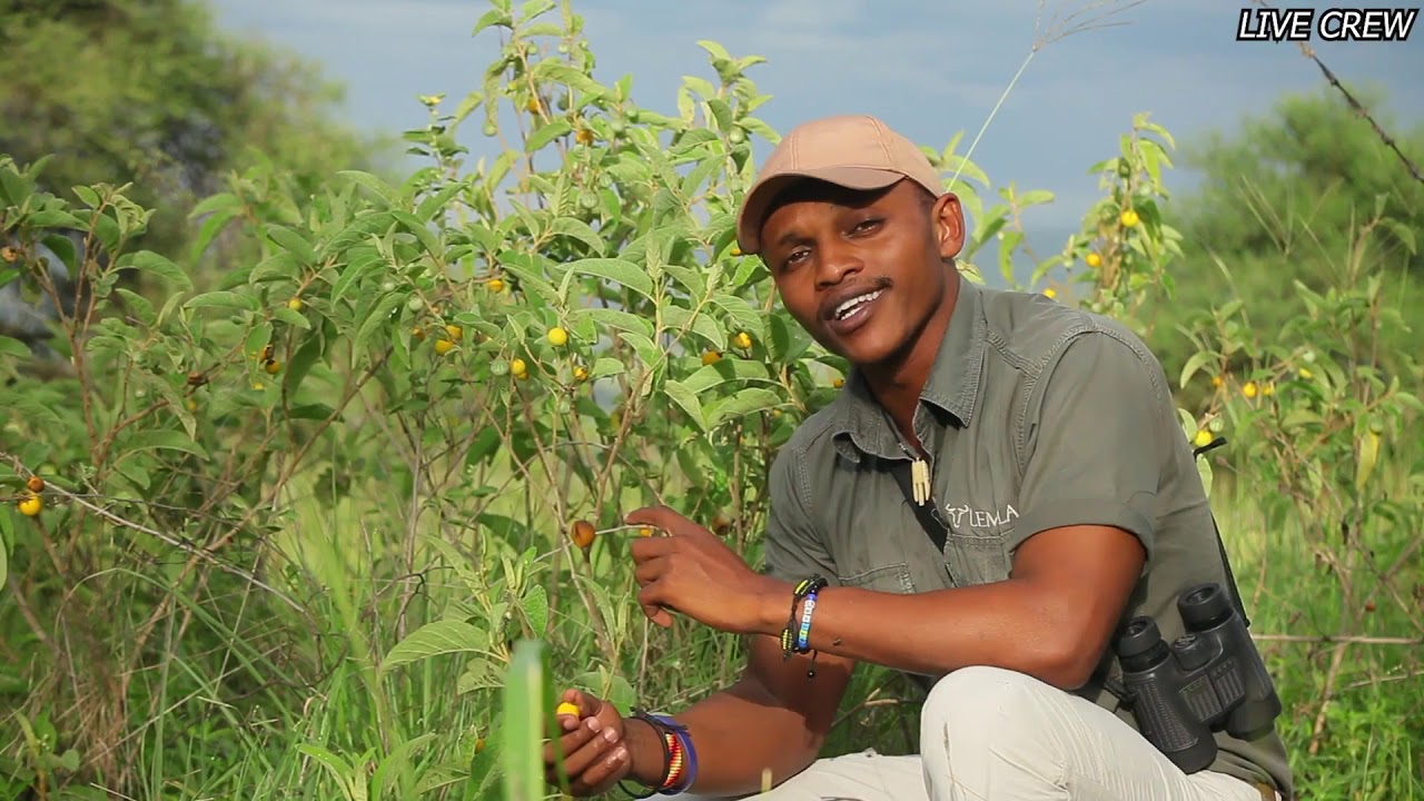 USES OF Solanum incanum (Bitter Tomatoes)
