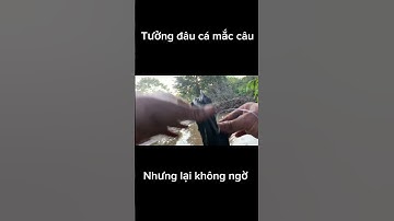 Trình tày vlog câu lure cá lóc câu cá giải trí #15 #shorts #fishing #cauca #vlog