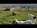 2019 Boer goat breeding season part 1