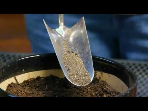 How to Fertilize Tulips