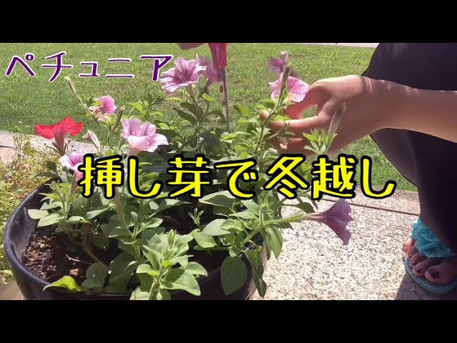 ペチュニア 挿し芽にして冬越し Youtube