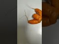 #Funny #Moonman #Carrot MoonMan the carrot 🌝🥕