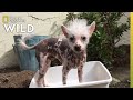 An Emotionally Attached Chinese Crested | Dog: Impossible の動画、YouTube動画。