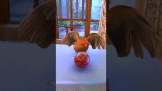 Have You Ever Seen A Rooster That Can Play Basketball？ #Exlittlebeans
