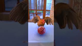 Have you ever seen a rooster that can play basketball？ #exlittlebeans