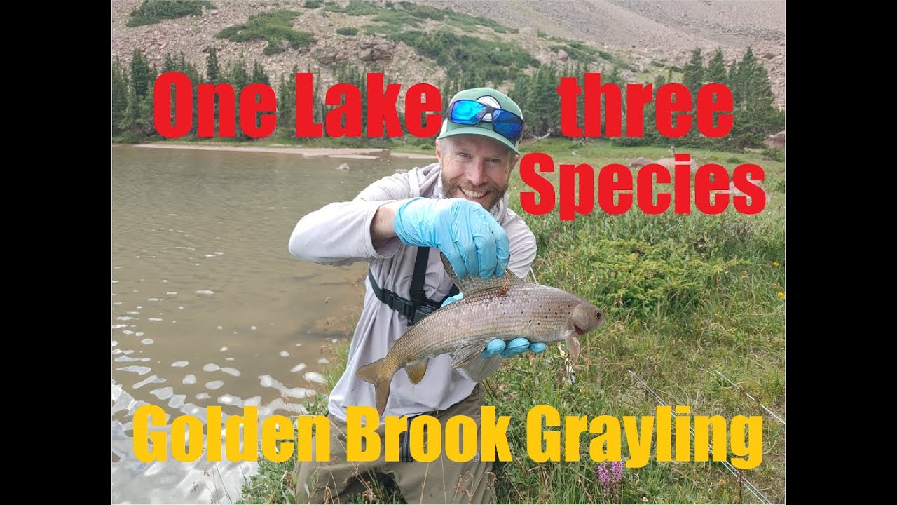 High Uintas backpacking / fly fishing One lake with three species. YouTube