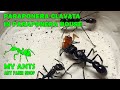 Ant farm for Paraponera clavata (formicarium for ants/nest for ants)