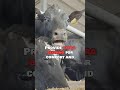 Winter Care Tips for Cows! ❄️🐄 Save Milk Production@mikecowfarmingtips#dairyfarming #farming #fyp