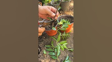 The easy way to get a jujube tree seedling#smartfarming #fruitfarming #gardenplants