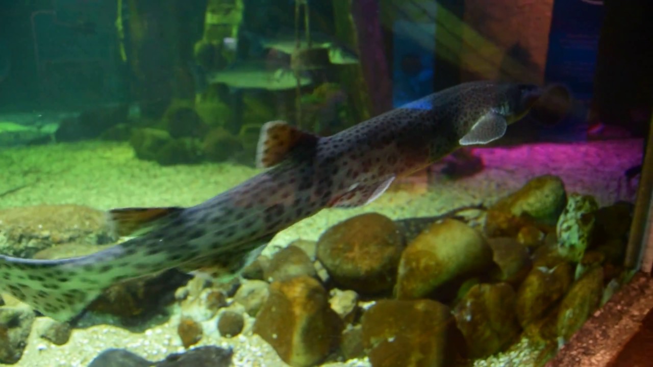 Fish at the Sea Life Attraction, Blackpool. YouTube