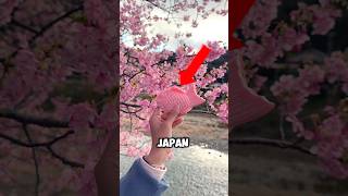 Why February is the BEST Time to Visit Japan for Cherry Blossoms?