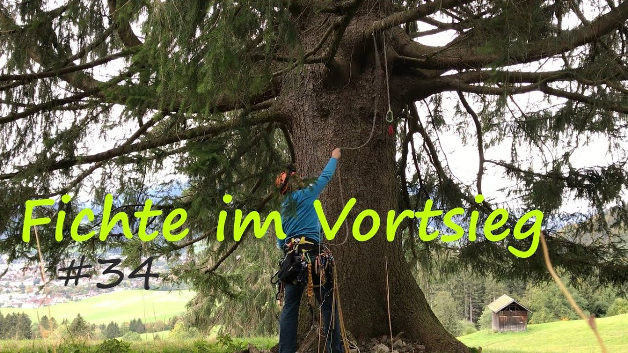 Fichte im Vorstieg [T5 Geocaching Klettern im Baum]