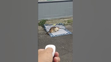5531: Rescuers trap stray cat with net bag in China