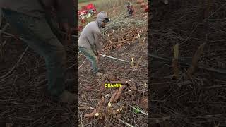 Cassava Garden Skills education worldfacts realfacts