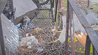 Arthur Arrives On The Scene With A Chipmunk, Big Red Takes Over Feeding Duties - May 9, 2024