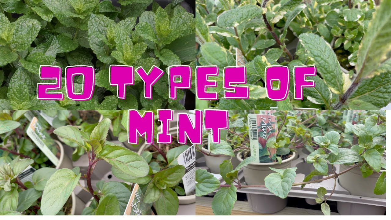 ENGLISHGROW YOUR OWN MINT MINT PLANT AND VARIETIES UK GARDENING